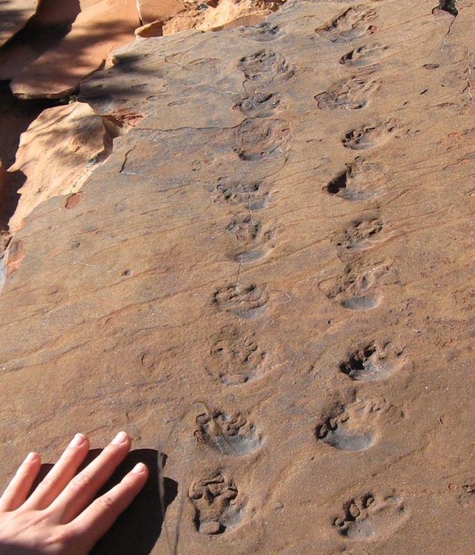 Reptile Trackway in Sandstone near Sedona